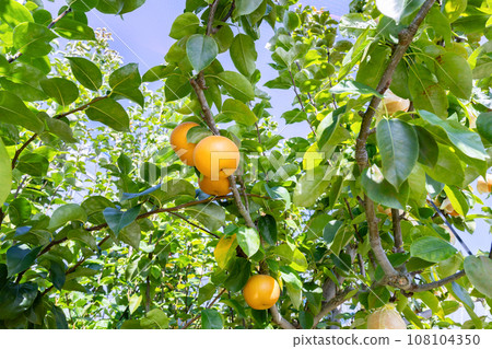 Pear farm pear field 108104350