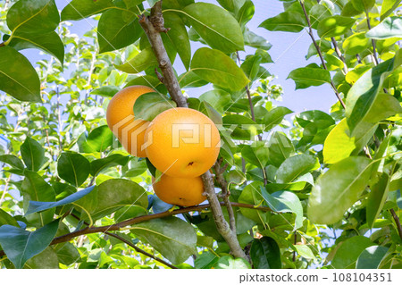 梨園梨田 108104351