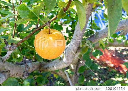 梨園梨田 108104354