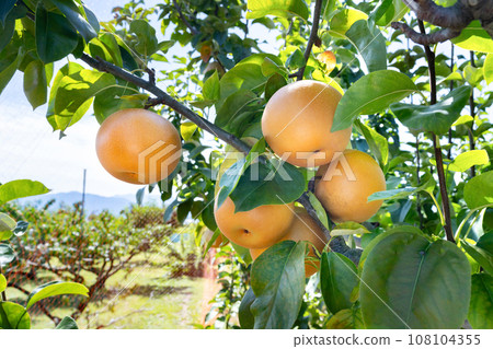 梨園梨田 108104355