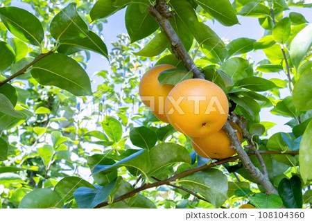 梨園梨田 108104360