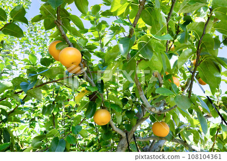 Pear farm pear field 108104361