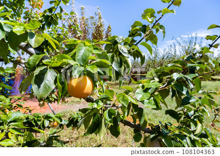 梨園梨田 108104363