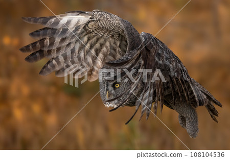 Great Grey Owl in Canada Great Grey Owl in Canada 108104536