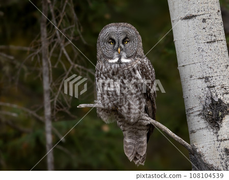 Great Grey Owl in Canada  108104539