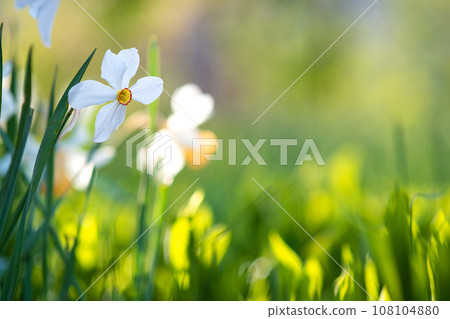 White tender narcissus flowers blooming in spring garden. 108104880