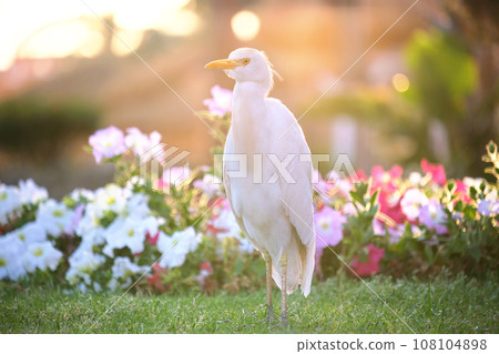 White cattle egret wild bird, also known as Bubulcus ibis walking on green lawn in summer 108104898