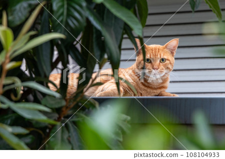 A cute brown stray cat lying on a storage shed 108104933