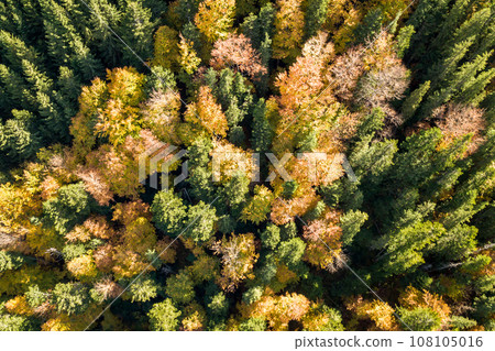 Top down aerial view of green and yellow autumn forest with many fresh trees. Top down aerial view of green and yellow autumn forest with many fresh trees. 108105016