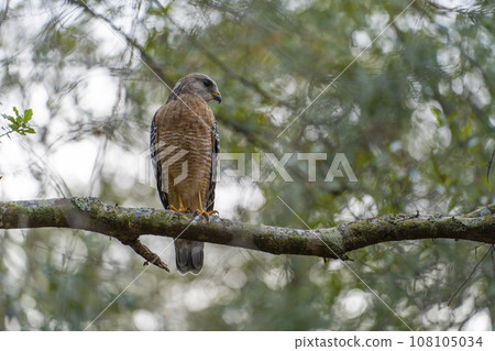 The red-shouldered hawk bird perching on a tree branch looking for prey to hunt in summer forest The red-shouldered hawk bird perching on a tree branch looking for prey to hunt in summer forest 108105034