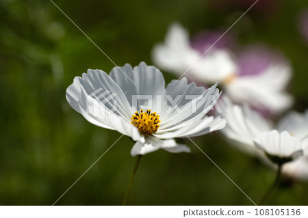 白色波斯菊花瓣特寫 白色波斯菊花瓣特寫 108105136