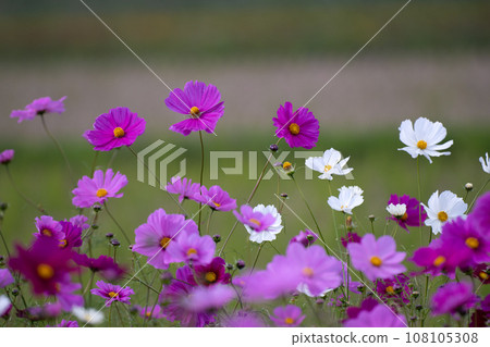 Cosmos field and autumn landscape 108105308