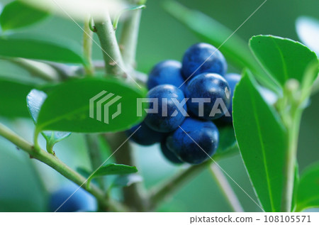 Fruit of Aotutsurafuji 108105571