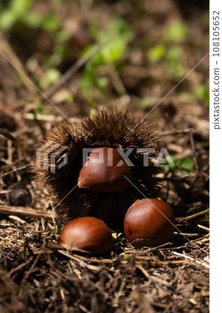 Chestnuts fallen on the ground and harvest 108105652