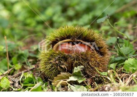 Chestnuts fallen on the ground and harvest Chestnuts fallen on the ground and harvest 108105657