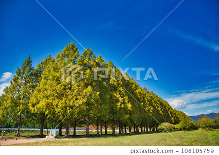 琵琶湖函館山美麗的鮮紅色地膚子 108105759