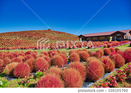 琵琶湖函館山美麗的鮮紅色地膚子 108105760