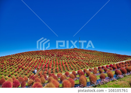 琵琶湖函館山美麗的鮮紅色地膚子 琵琶湖函館山美麗的鮮紅色地膚子 108105761