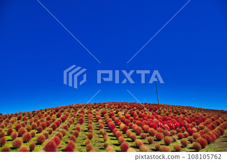 Biwako Hakodateyama with beautiful bright red kochia Biwako Hakodateyama with beautiful bright red kochia 108105762