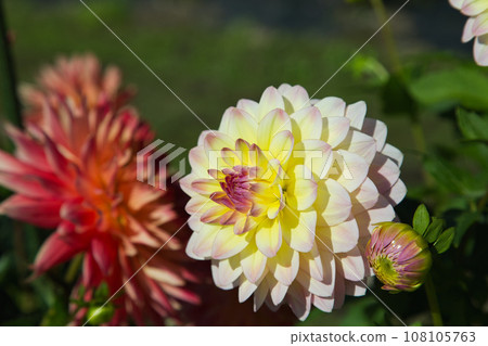 Biwako Hakodateyama with beautiful bright red kochia 108105763