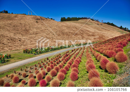 Biwako Hakodateyama with beautiful bright red kochia Biwako Hakodateyama with beautiful bright red kochia 108105766