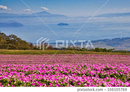 Biwako Hakodateyama with beautiful bright red kochia 108105769
