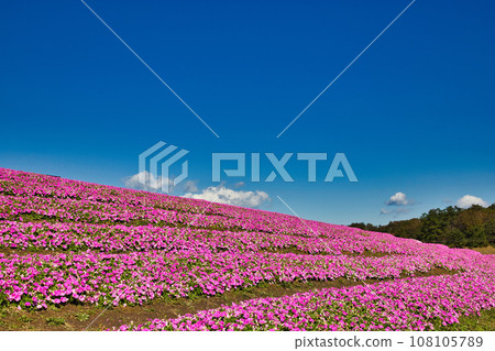 Biwako Hakodateyama with beautiful bright red kochia 108105789