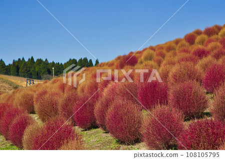 Biwako Hakodateyama with beautiful bright red kochia 108105795