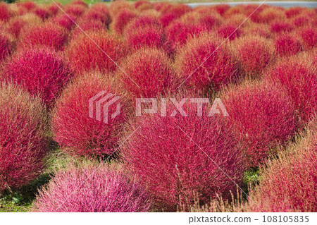 Biwako Hakodateyama with beautiful bright red kochia 108105835