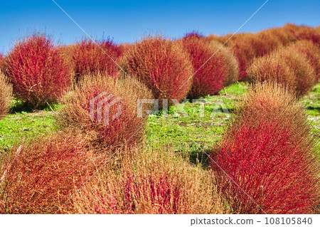 Biwako Hakodateyama with beautiful bright red kochia 108105840