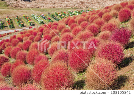 Biwako Hakodateyama with beautiful bright red kochia 108105841