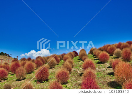 Biwako Hakodateyama with beautiful bright red kochia Biwako Hakodateyama with beautiful bright red kochia 108105843