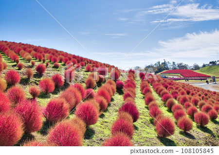 Biwako Hakodateyama with beautiful bright red kochia Biwako Hakodateyama with beautiful bright red kochia 108105845