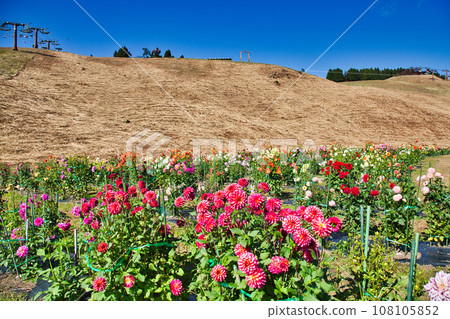 Biwako Hakodateyama with beautiful bright red kochia Biwako Hakodateyama with beautiful bright red kochia 108105852