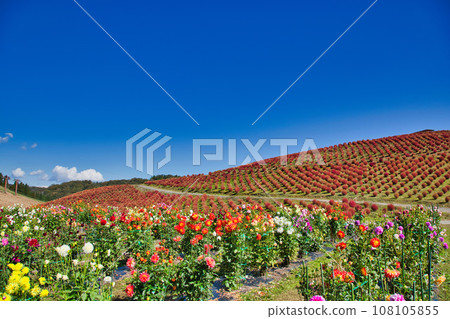 Biwako Hakodateyama with beautiful bright red kochia 108105855