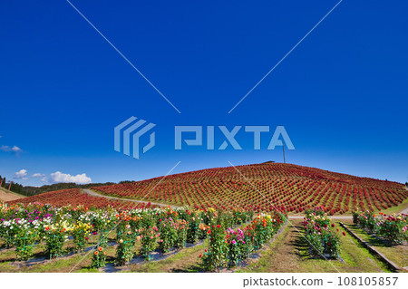 琵琶湖函館山美麗的鮮紅色地膚子 108105857