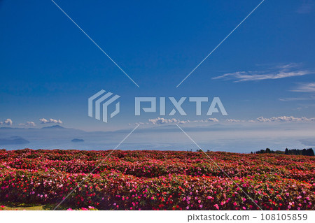 Biwako Hakodateyama with beautiful bright red kochia Biwako Hakodateyama with beautiful bright red kochia 108105859