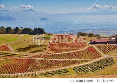 琵琶湖函館山美麗的鮮紅色地膚子 琵琶湖函館山美麗的鮮紅色地膚子 108105862
