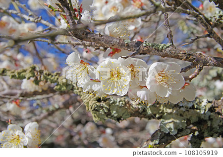 美麗的白梅花盛開,藍天背景 美麗的白梅花盛開,藍天背景 108105919
