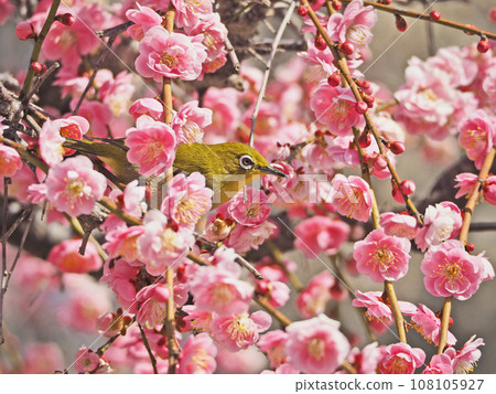 A wild bird with a white eye ring perches on a pink weeping plum. 108105927