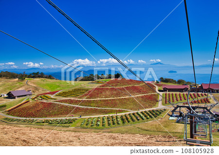 Biwako Hakodateyama with beautiful bright red kochia Biwako Hakodateyama with beautiful bright red kochia 108105928