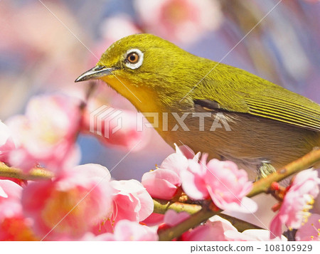 A cute white-eye perched on a pink plum branch A cute white-eye perched on a pink plum branch 108105929