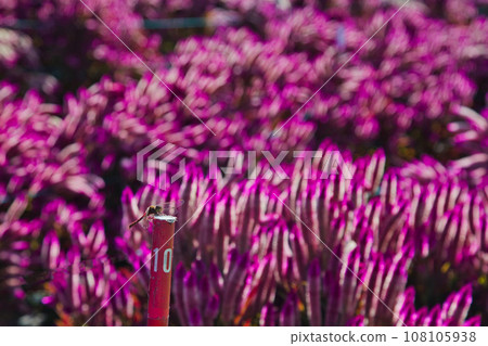 琵琶湖函館山美麗的鮮紅色地膚子 108105938