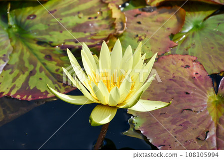 Tropical water lily Tropical water lily 108105994