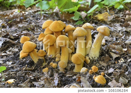 Koganetake 108106284