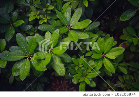 Japanese park in Vienna on a summer day. Zetagaya Park is small, quiet Japanese garden with cherry trees and fish pond, open to public from April to October. Japanese park in Vienna on a summer day. Zetagaya Park is small, quiet Japanese garden with cherry trees and fish pond, open to public from April to October. 108106974
