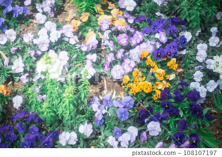 Colorful flower bed 108107197