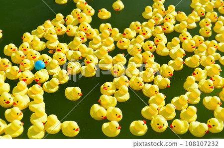 Many bright yellow rubber ducks floating in the pool Many bright yellow rubber ducks floating in the pool 108107232