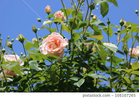 Rose shining in the blue sky Rose shining in the blue sky 108107265