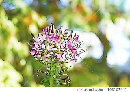 Pastel style “Western style butterfly grass “Cleome”” illustration image Pastel style “Western style butterfly grass “Cleome”” illustration image 108107441